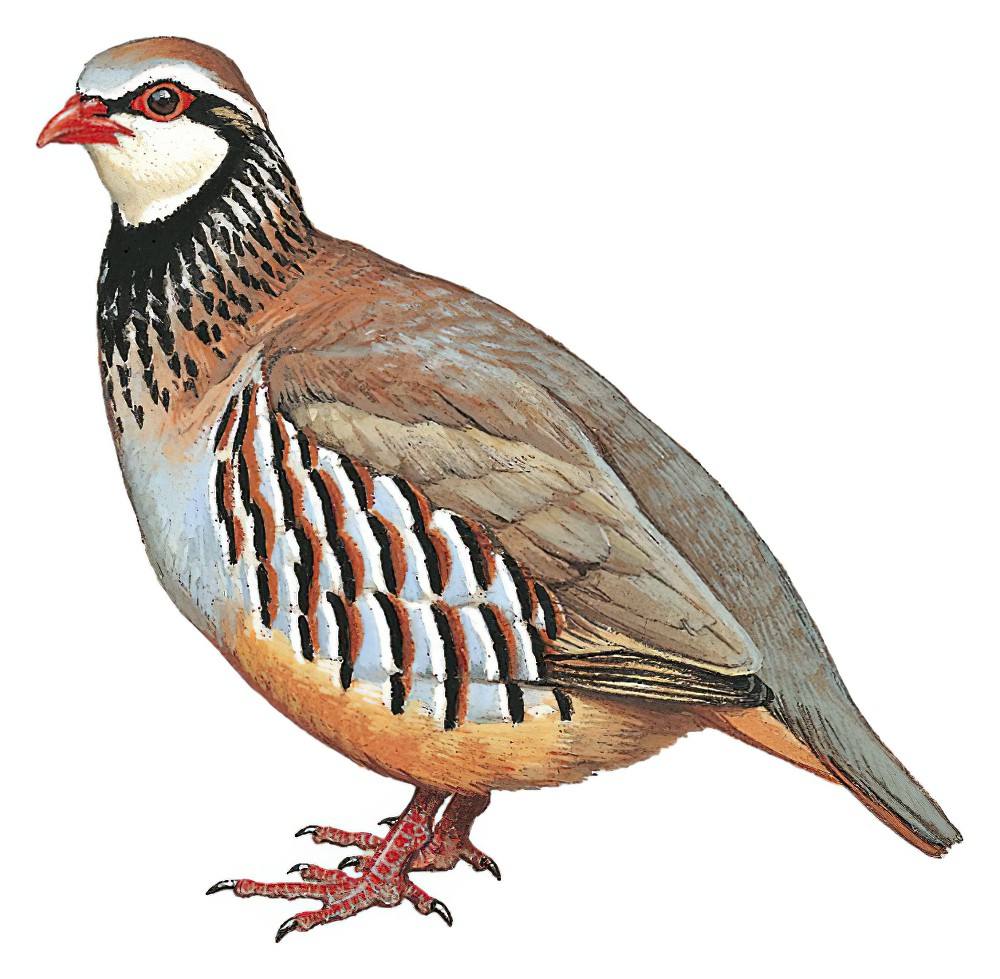 Red-legged Partridge / Alectoris rufa