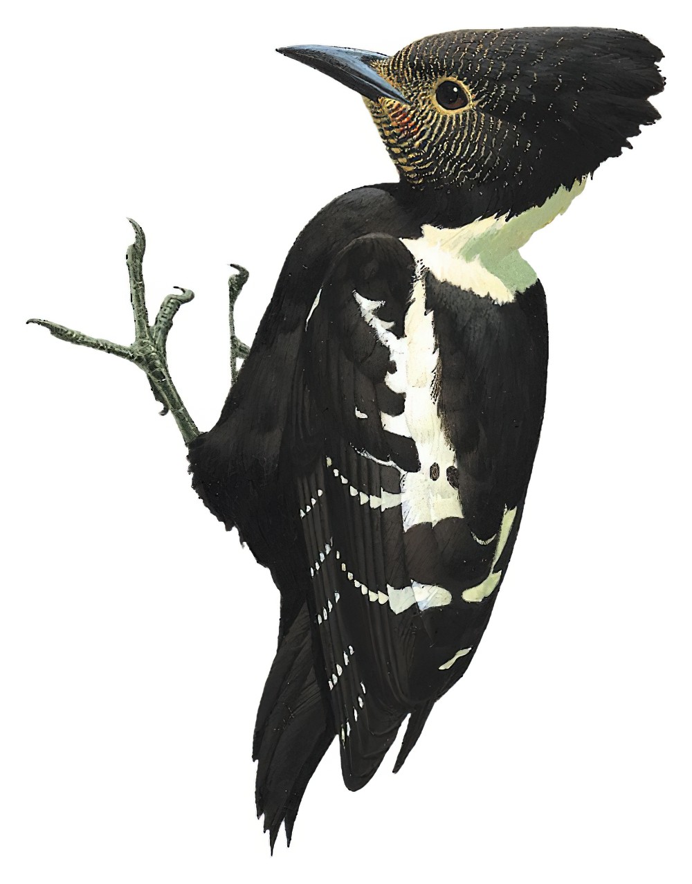 Black-and-buff Woodpecker / Meiglyptes jugularis
