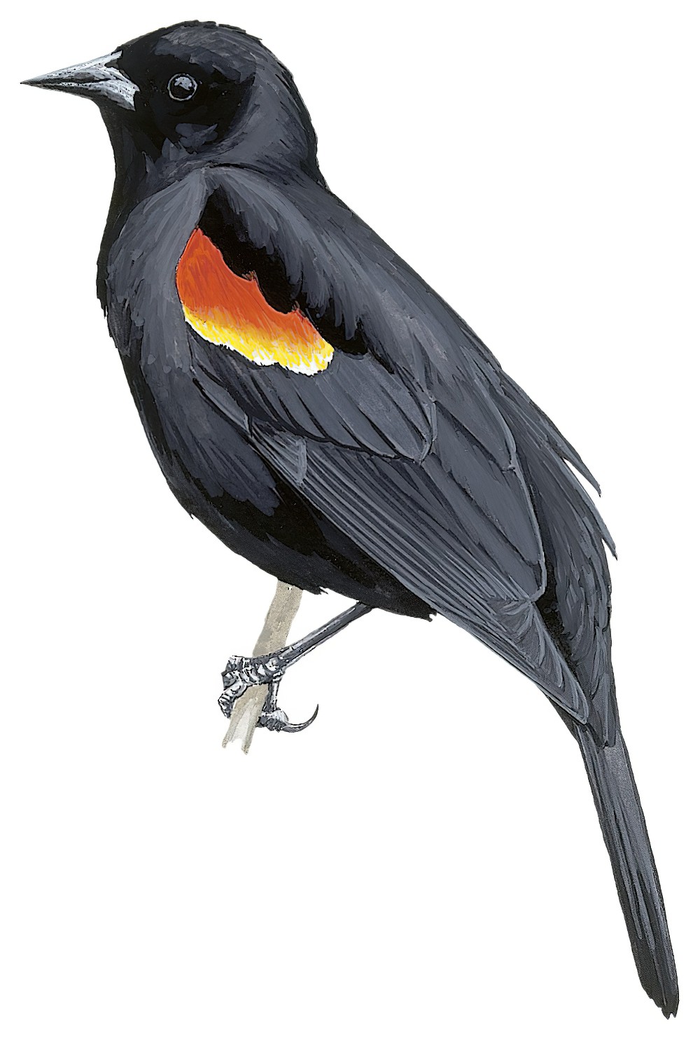 Red-winged Blackbird / Agelaius phoeniceus