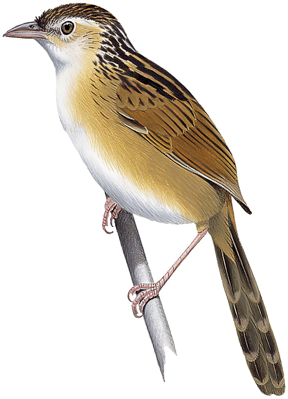 Chinese Grassbird / Graminicola striatus