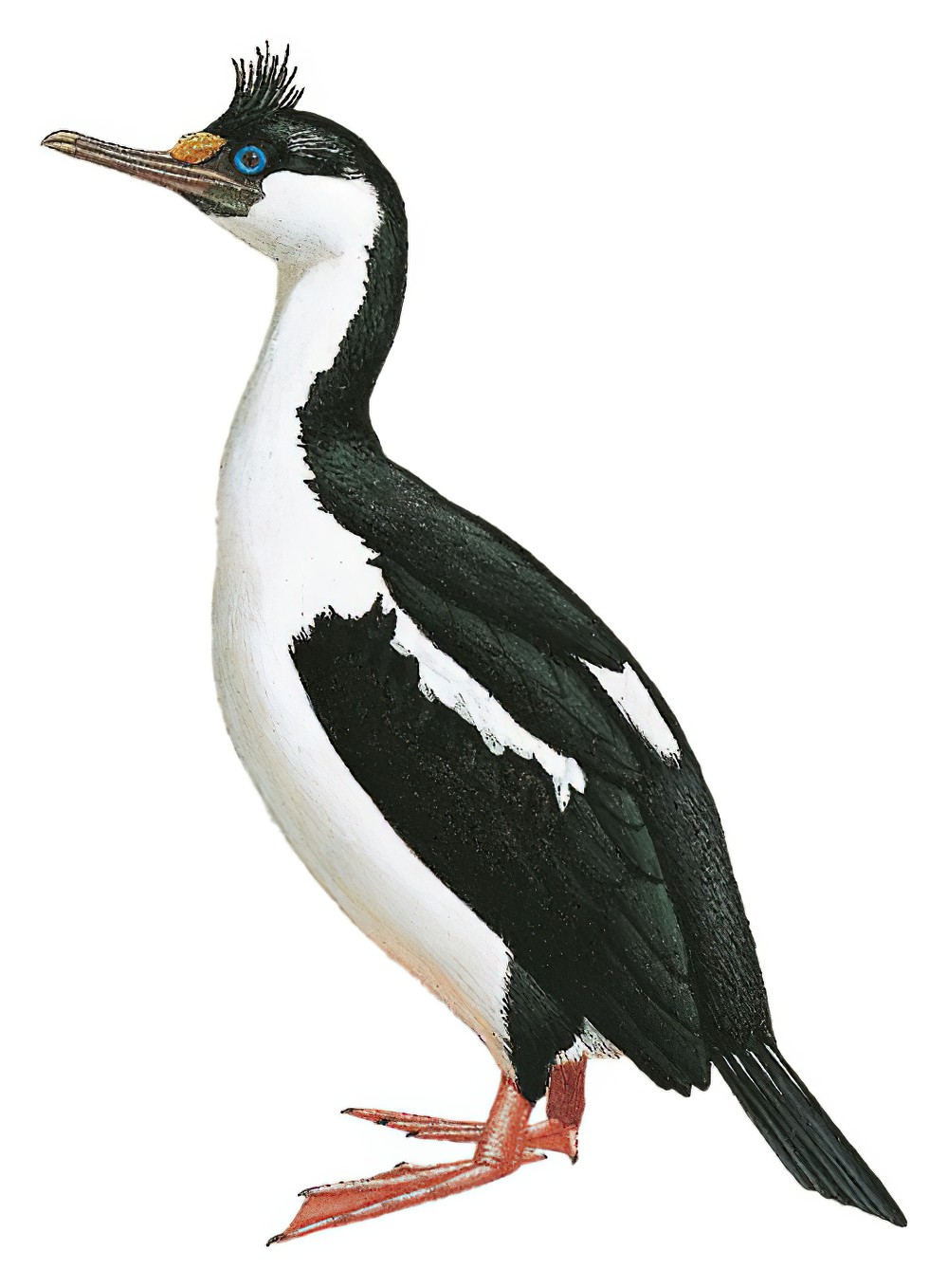 Imperial Cormorant / Phalacrocorax atriceps