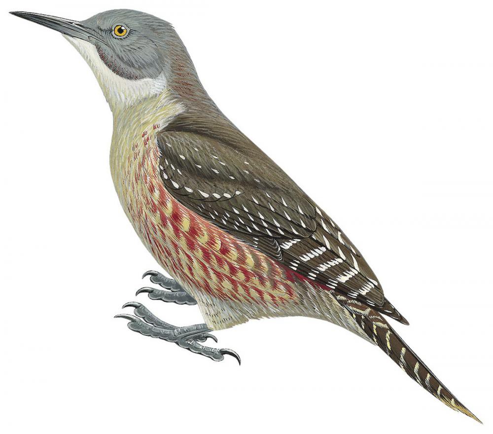 Ground Woodpecker / Geocolaptes olivaceus