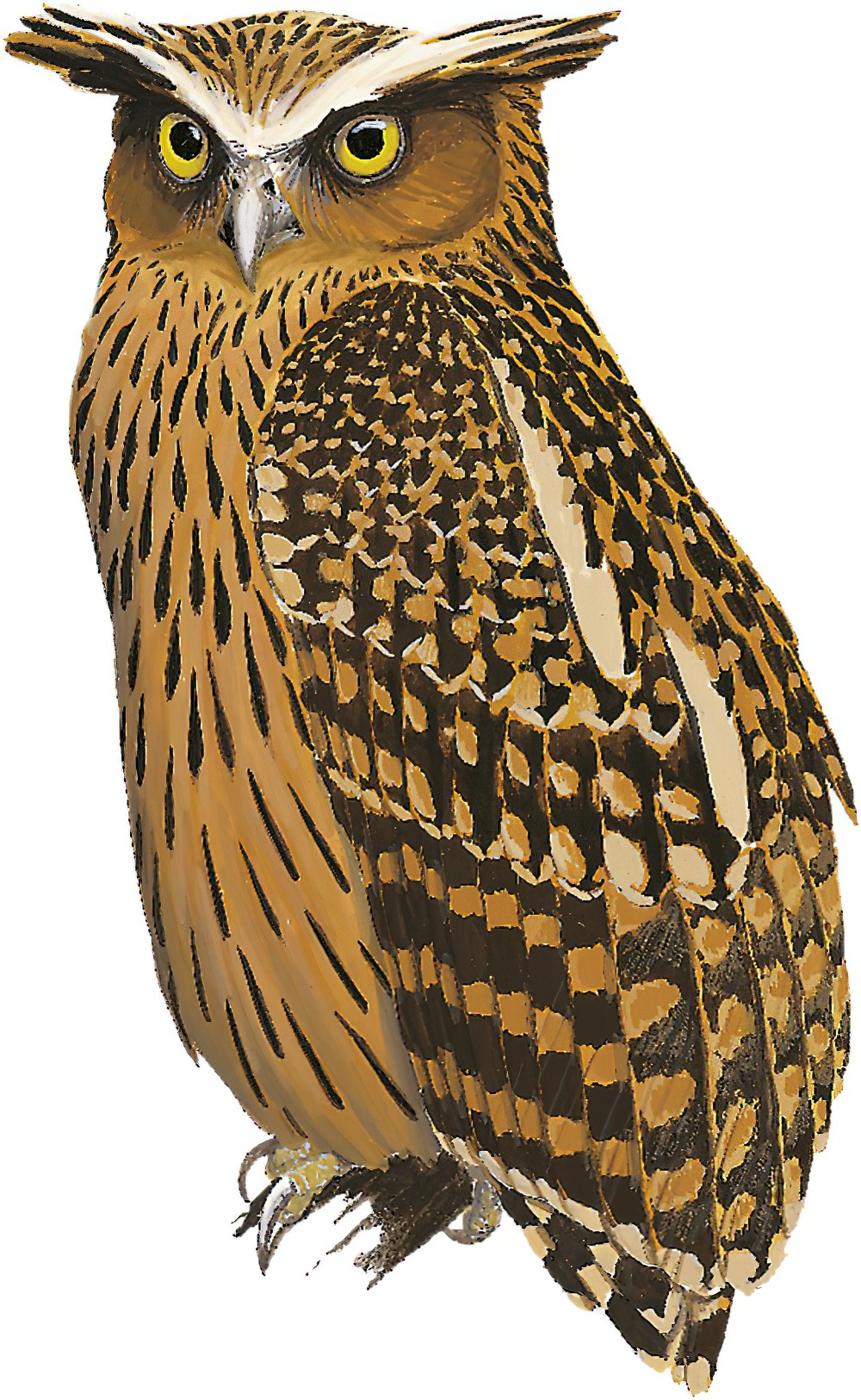 Tawny Fish-Owl / Ketupa flavipes