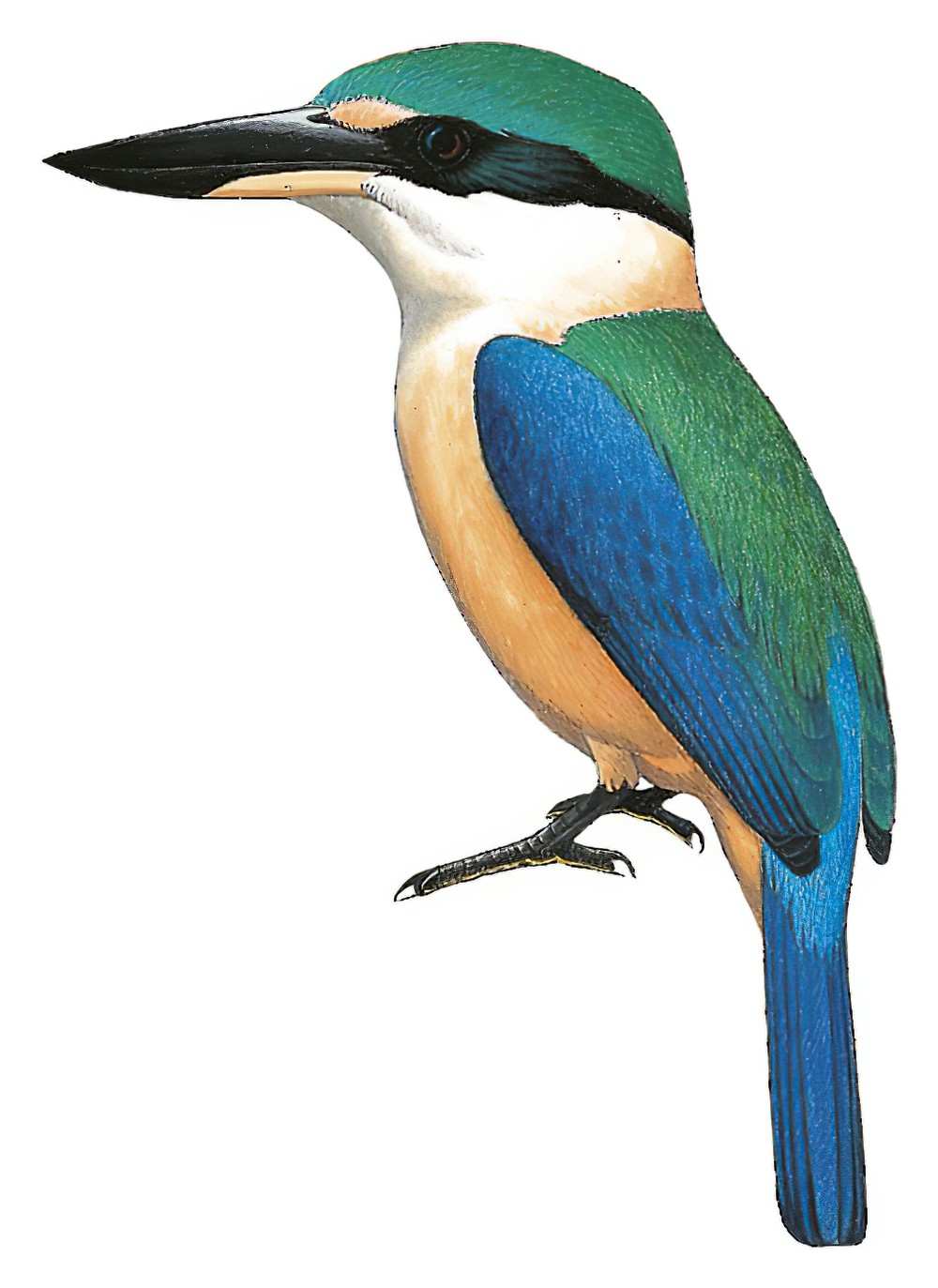 Melanesian Kingfisher / Todiramphus tristrami