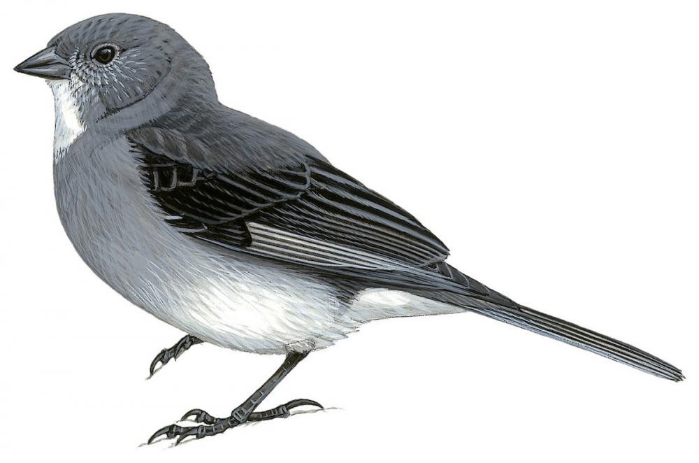 White-throated Sierra-Finch / Idiopsar erythronotus