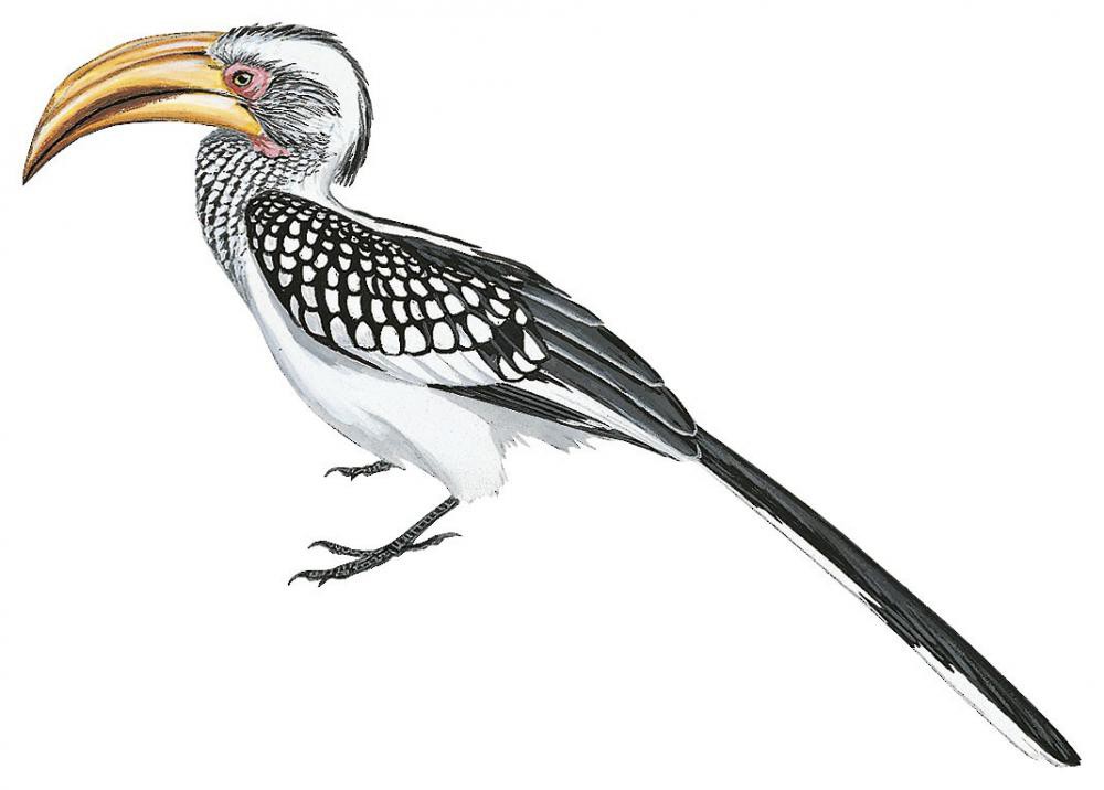 Southern Yellow-billed Hornbill / Tockus leucomelas