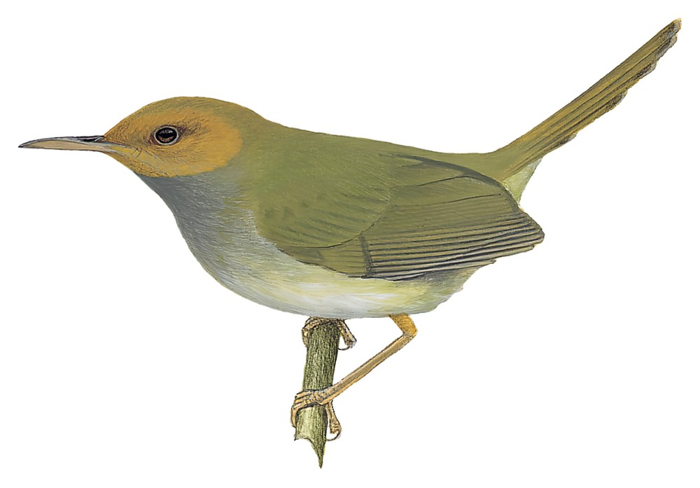 Olive-backed Tailorbird / Orthotomus sepium