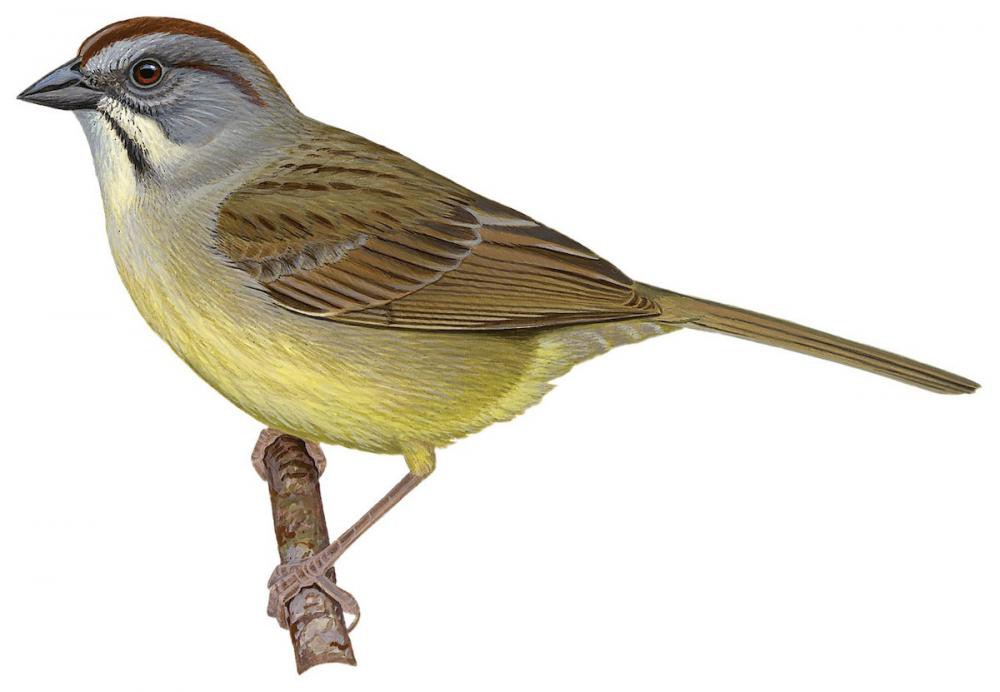 Zapata Sparrow / Torreornis inexpectata