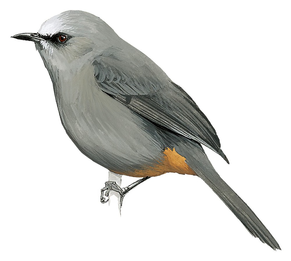 Abyssinian Catbird / Parophasma galinieri