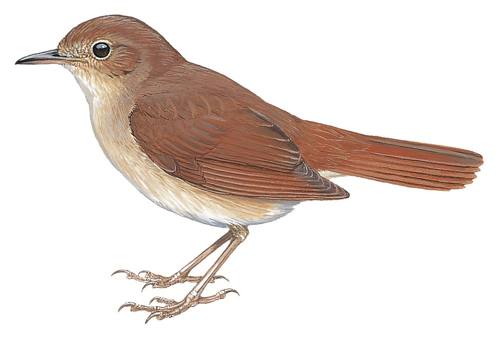 Common Nightingale / Luscinia megarhynchos