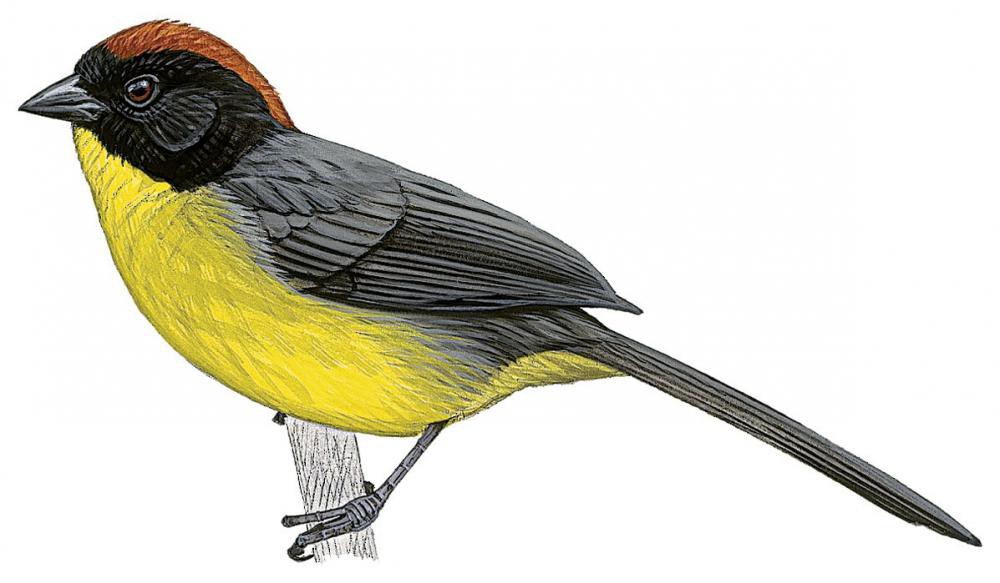 Yellow-breasted Brushfinch / Atlapetes latinuchus
