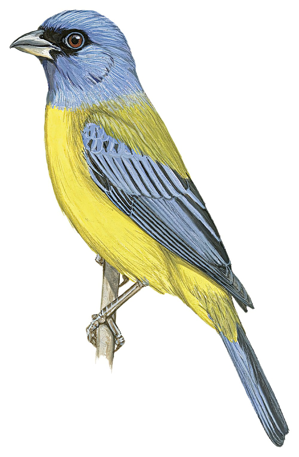 Blue-and-yellow Tanager / Pipraeidea bonariensis