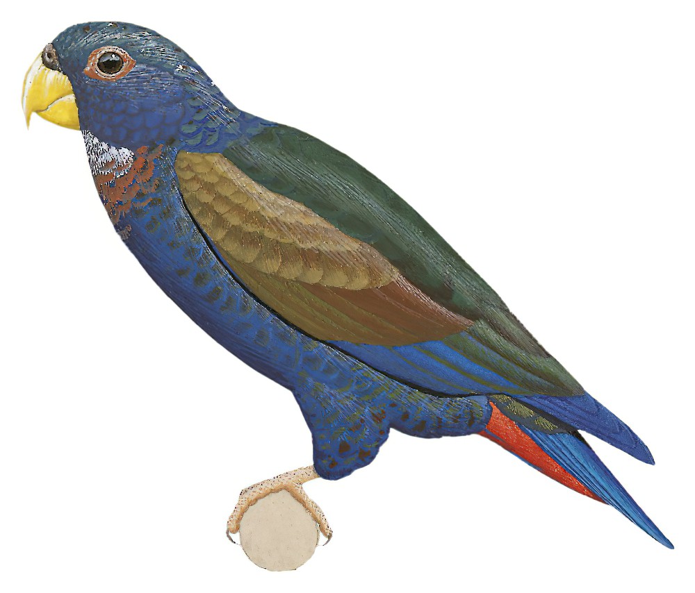 Bronze-winged Parrot / Pionus chalcopterus