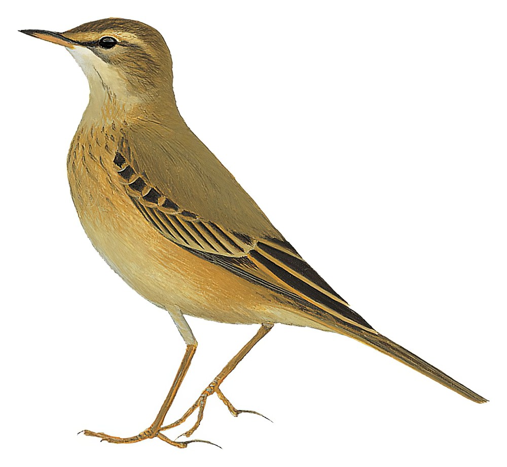 Buffy Pipit / Anthus vaalensis