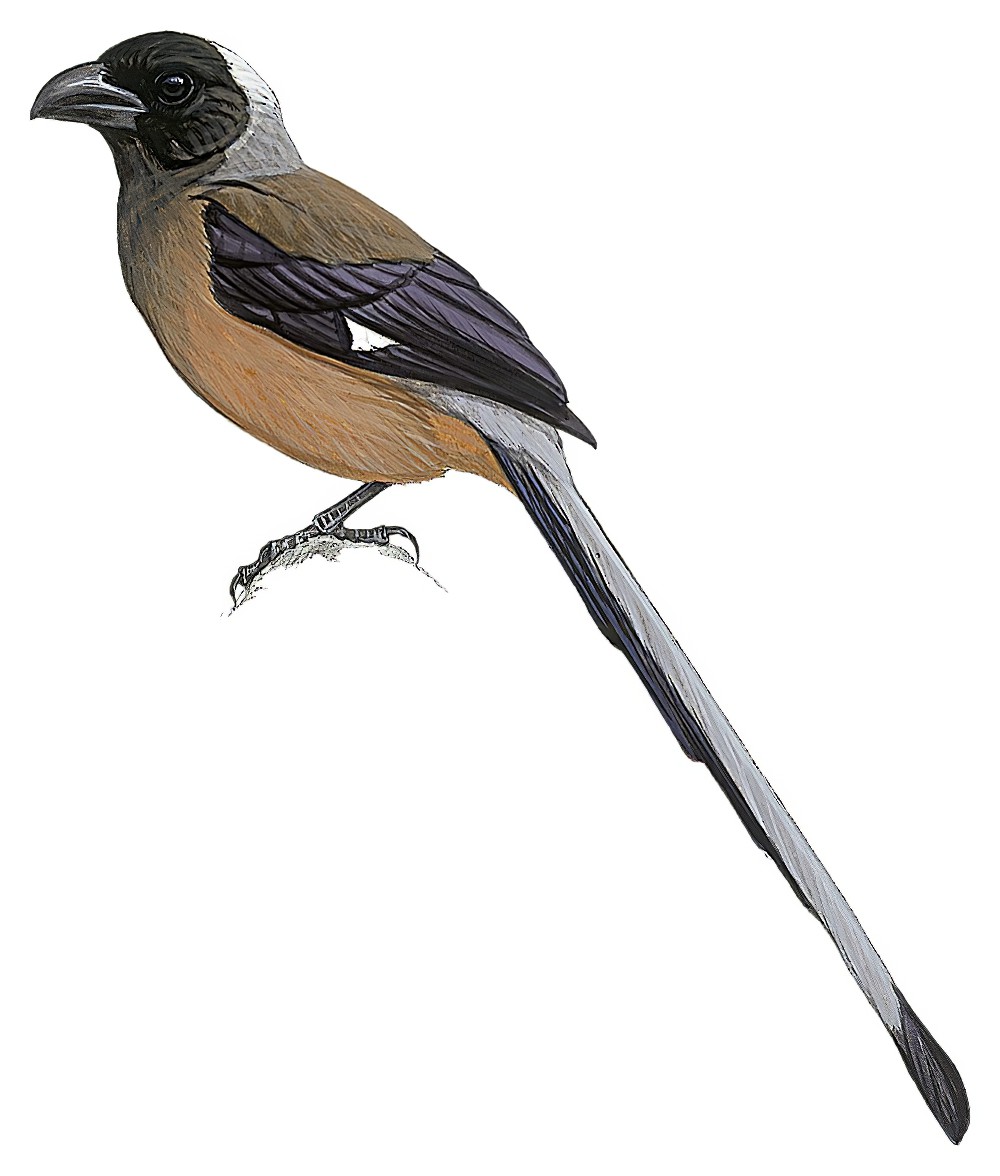 Sumatran Treepie / Dendrocitta occipitalis