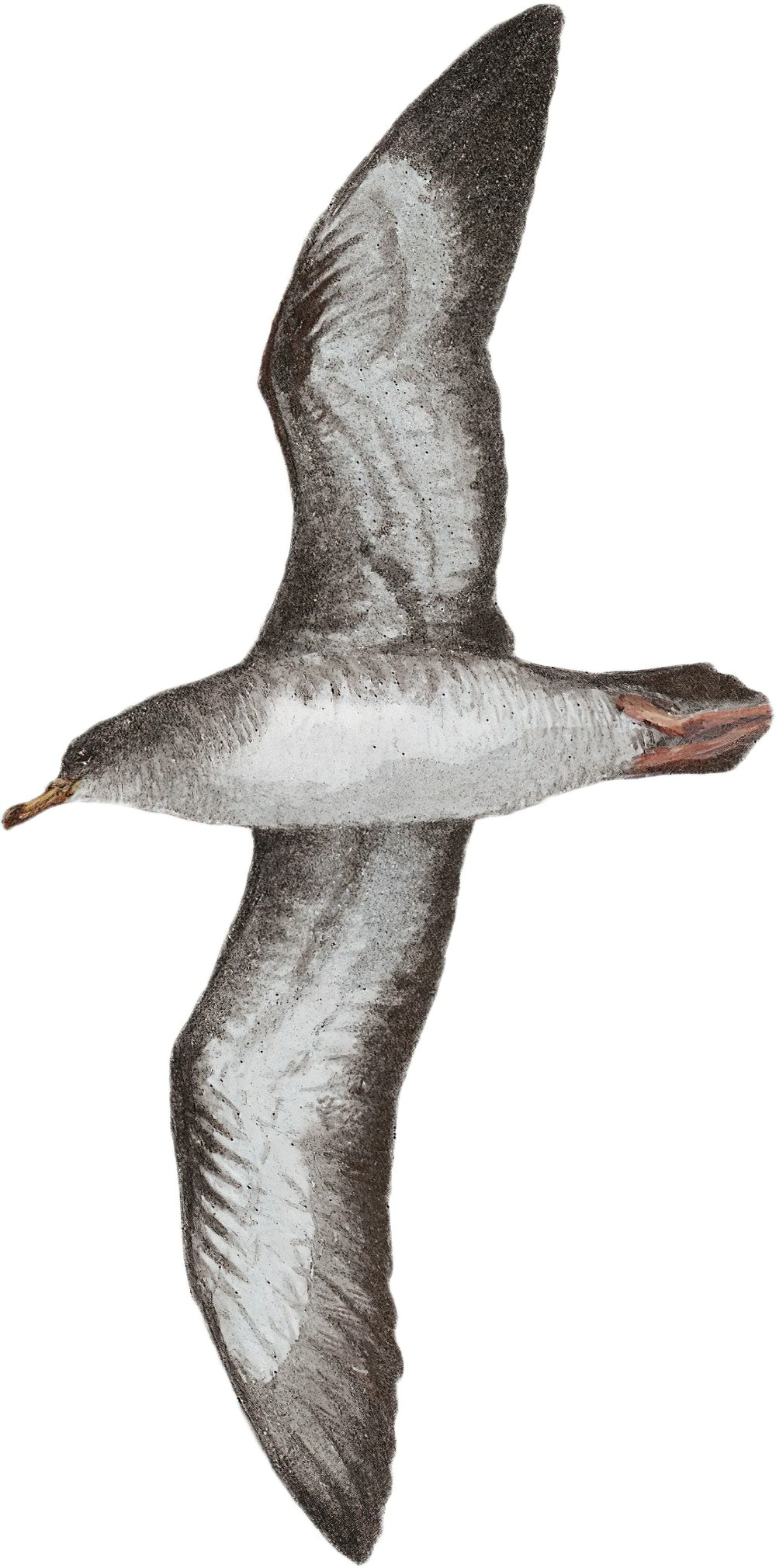 Pink-footed Shearwater / Ardenna creatopus