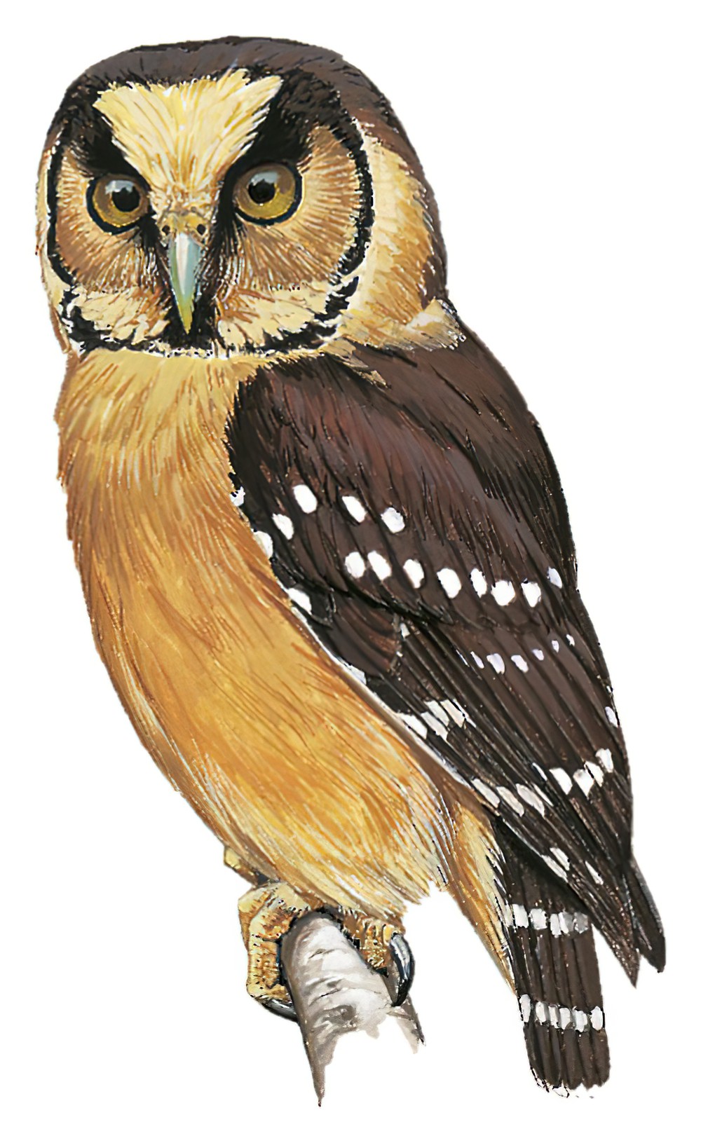 Buff-fronted Owl / Aegolius harrisii