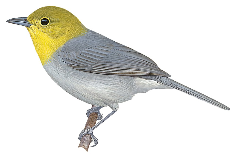 Yellow-headed Warbler / Teretistris fernandinae