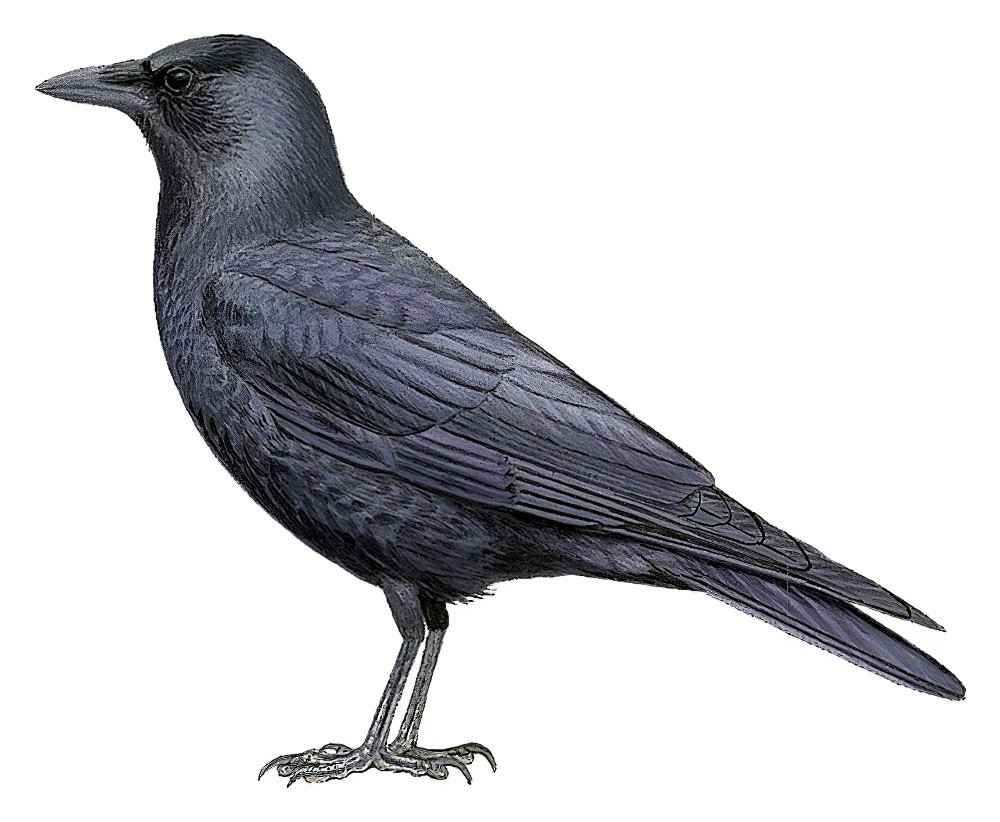 Fish Crow / Corvus ossifragus