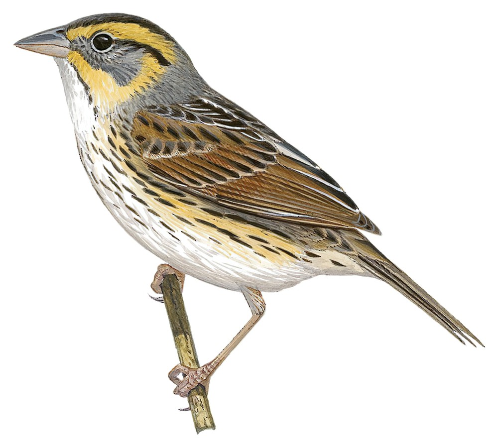 Saltmarsh Sparrow / Ammospiza caudacuta