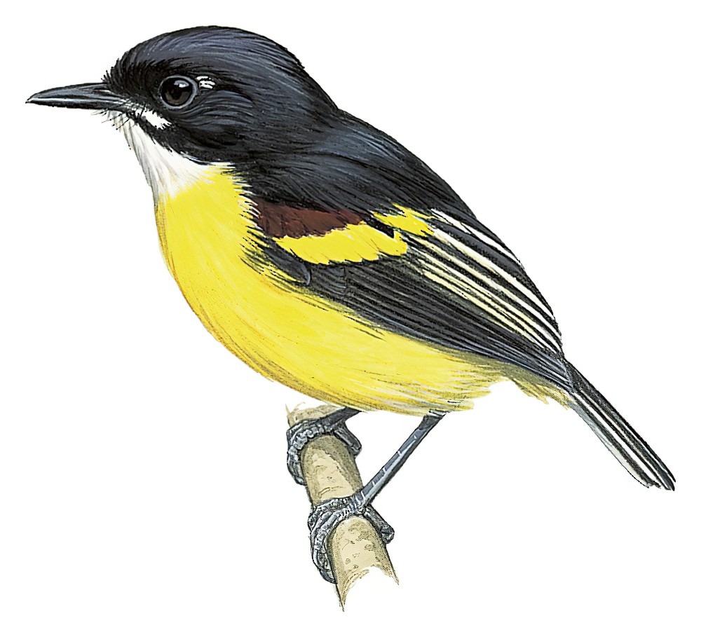 Black-backed Tody-Flycatcher / Poecilotriccus pulchellus