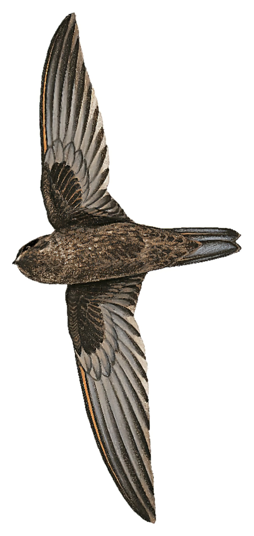 Caroline Islands Swiftlet / Aerodramus inquietus