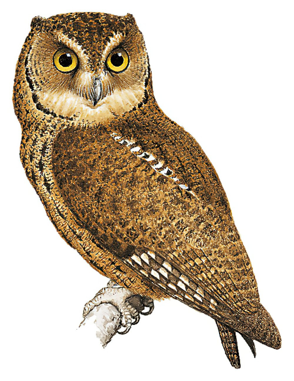 Seychelles Scops-Owl / Otus insularis