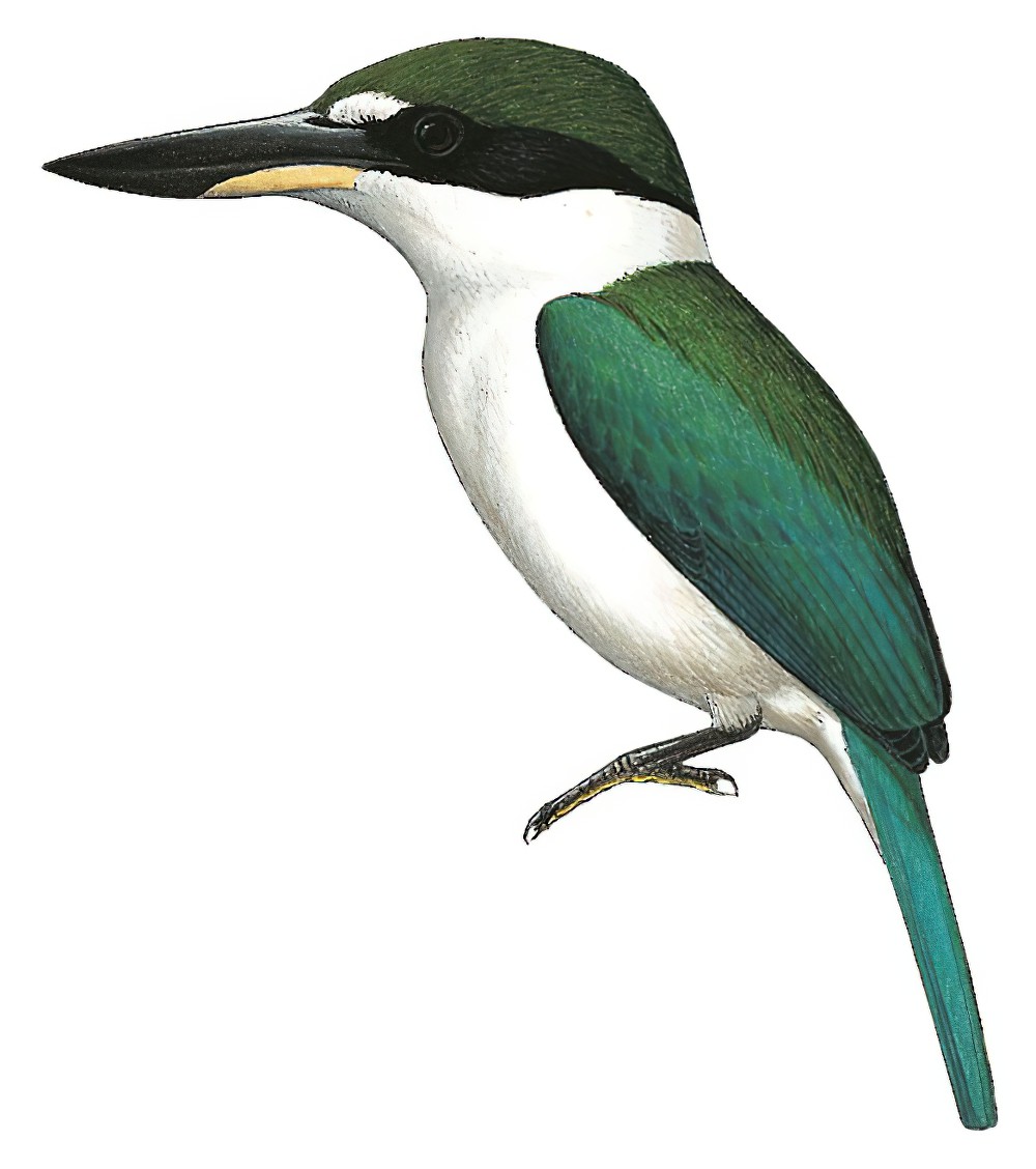 Torresian Kingfisher / Todiramphus sordidus