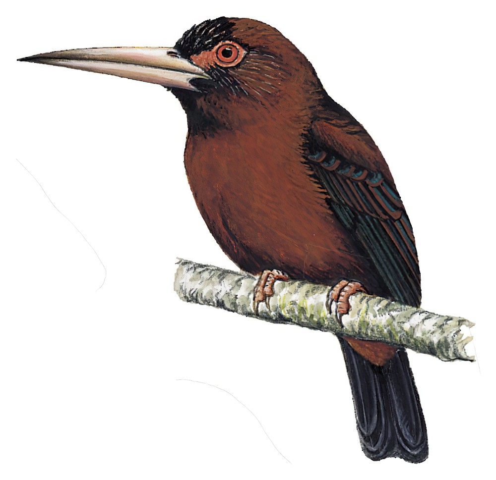 Purus Jacamar / Galbalcyrhynchus purusianus