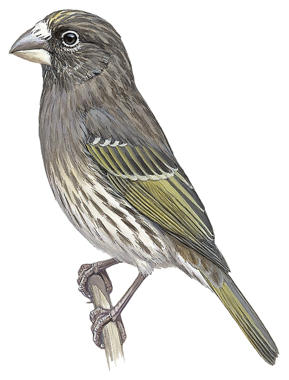 Thick-billed Seedeater / Crithagra burtoni