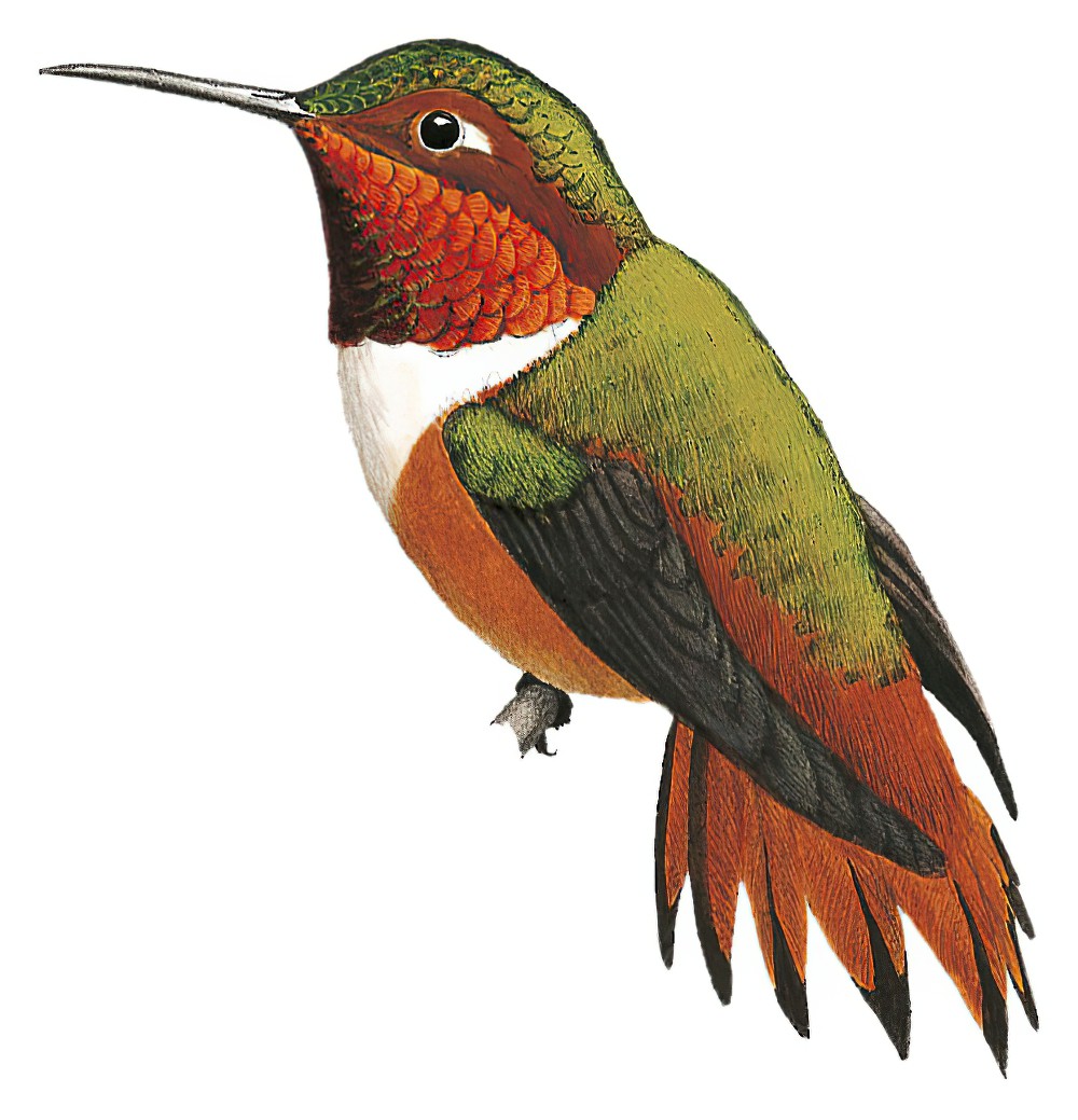 Allen\'s Hummingbird / Selasphorus sasin