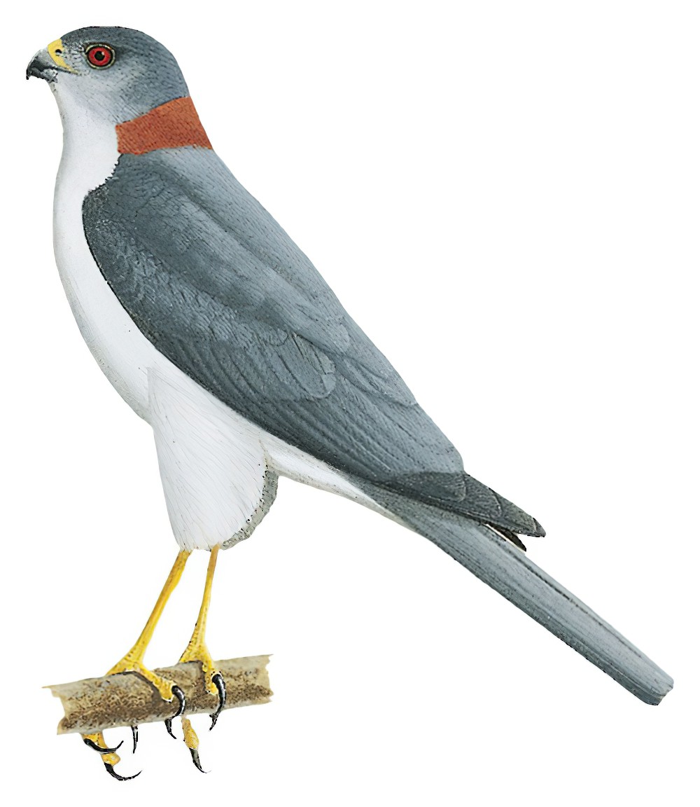 New Britain Sparrowhawk / Accipiter brachyurus