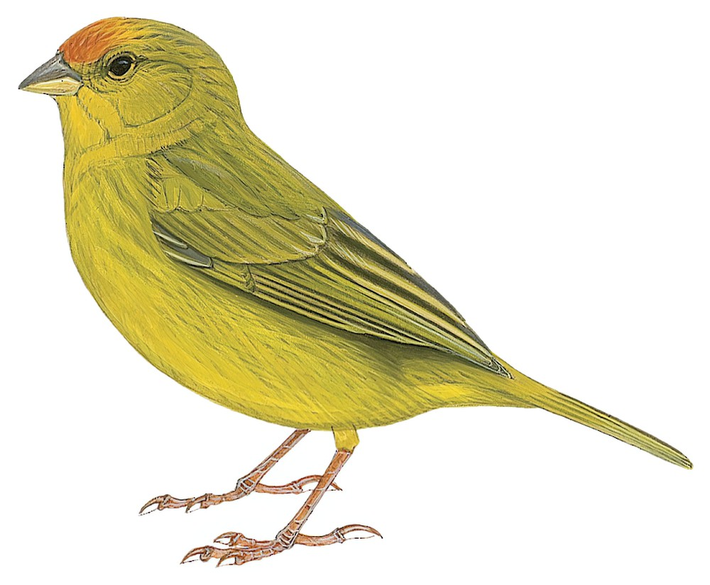 Orange-fronted Yellow-Finch / Sicalis columbiana