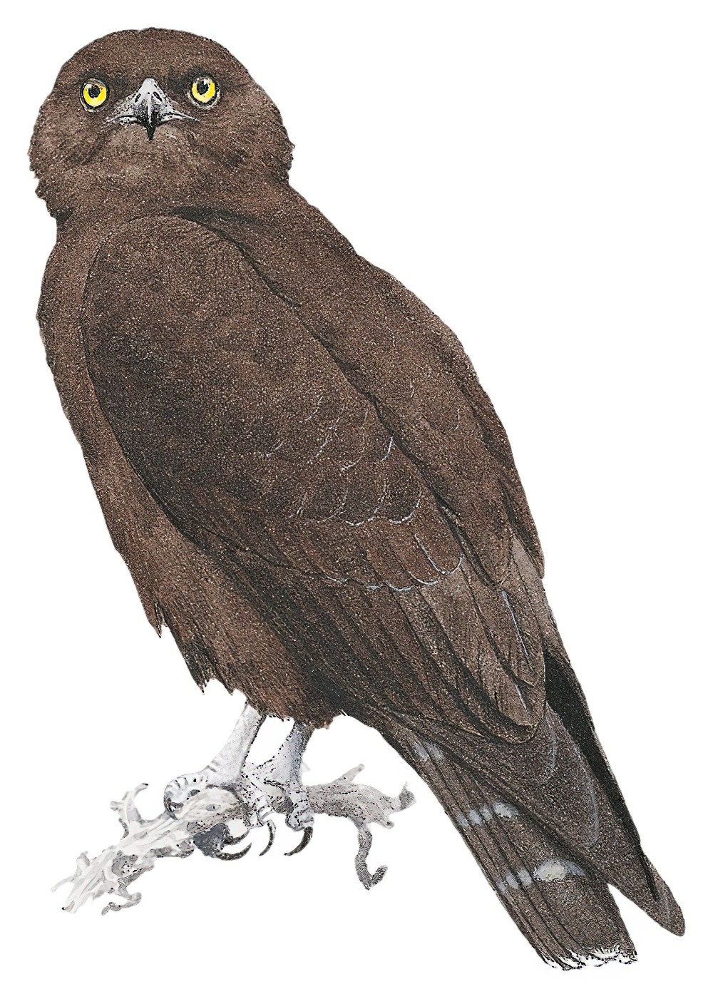 Brown Snake-Eagle / Circaetus cinereus