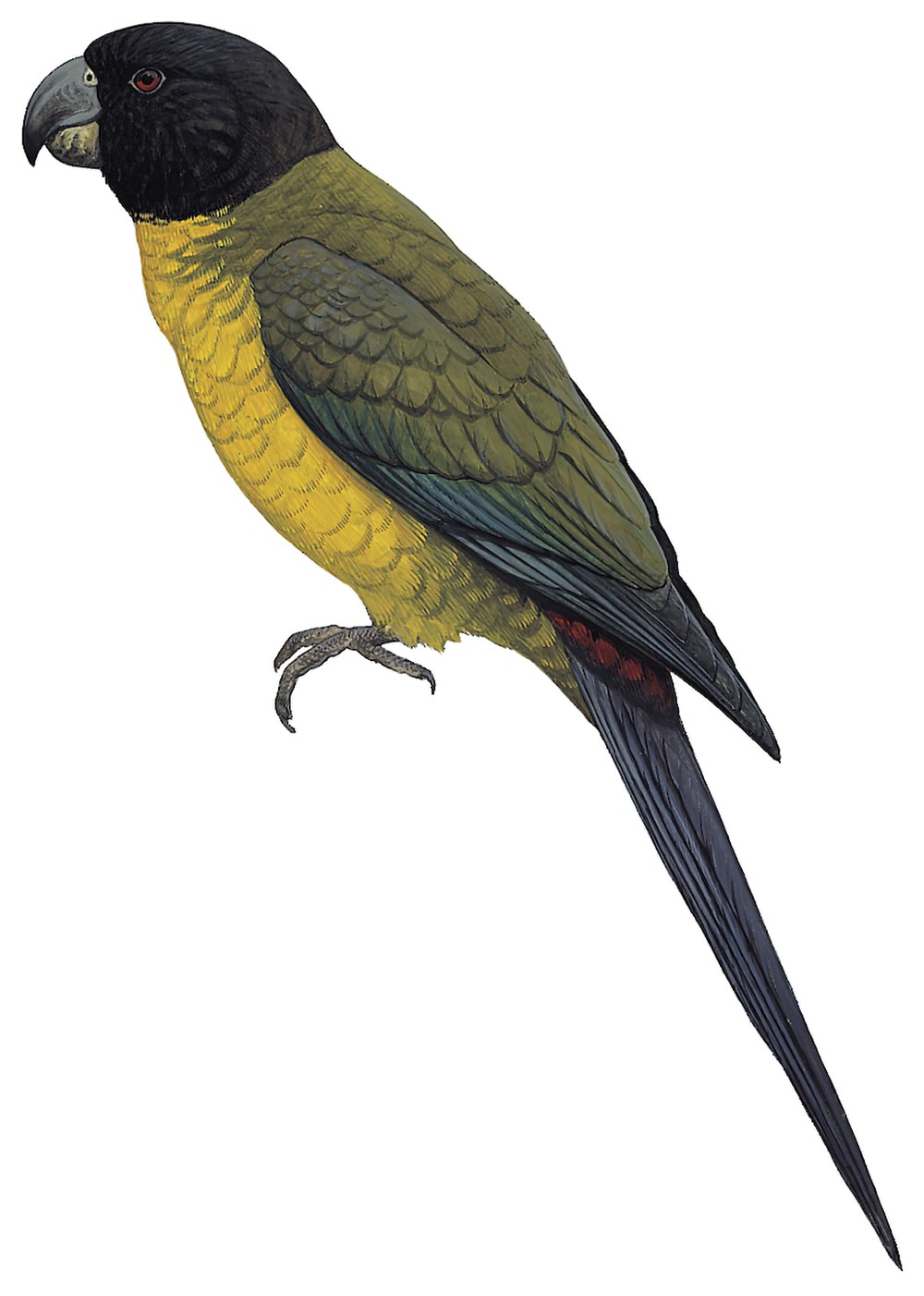 Raiatea Parakeet / Cyanoramphus ulietanus