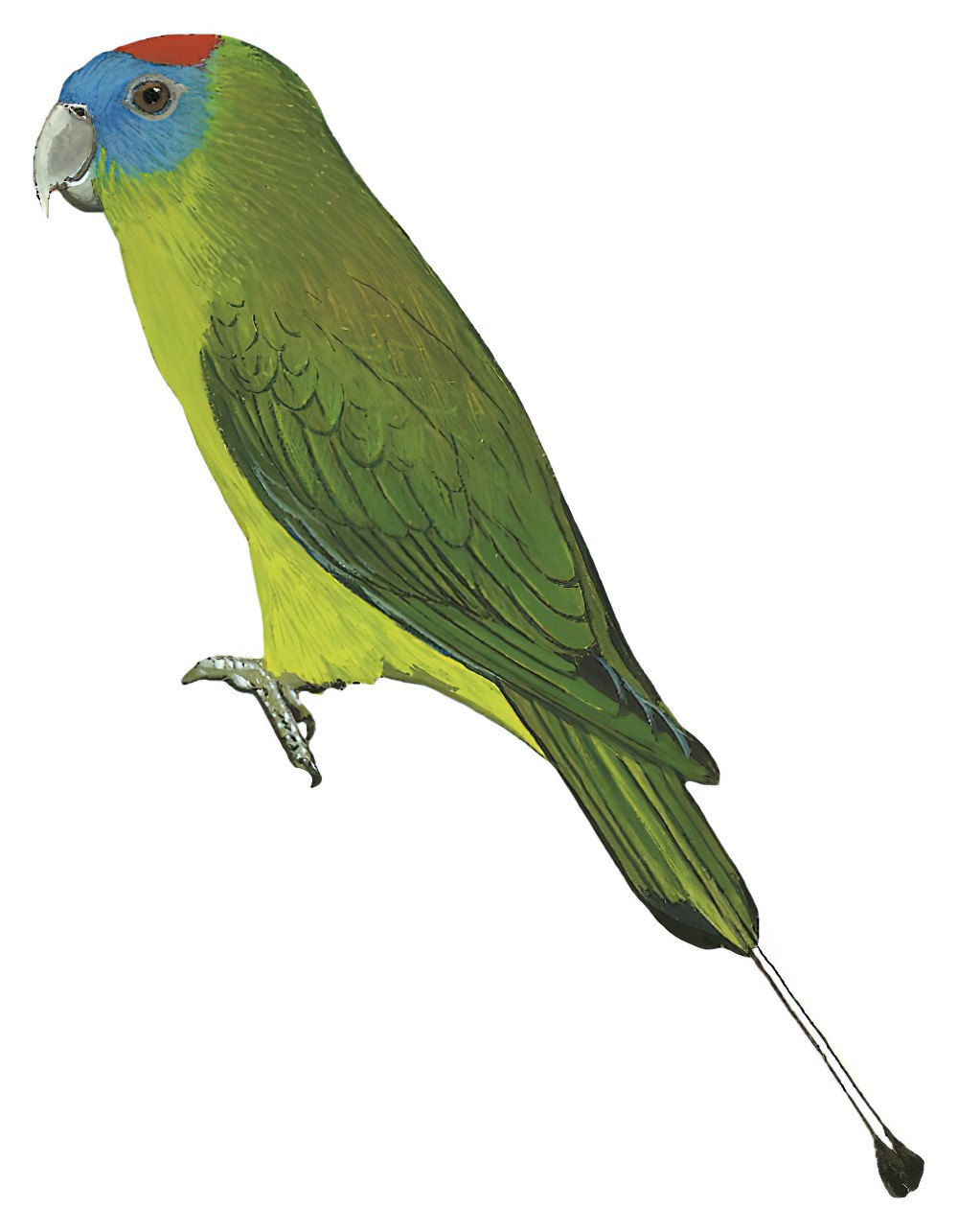 Luzon Racquet-tail / Prioniturus montanus