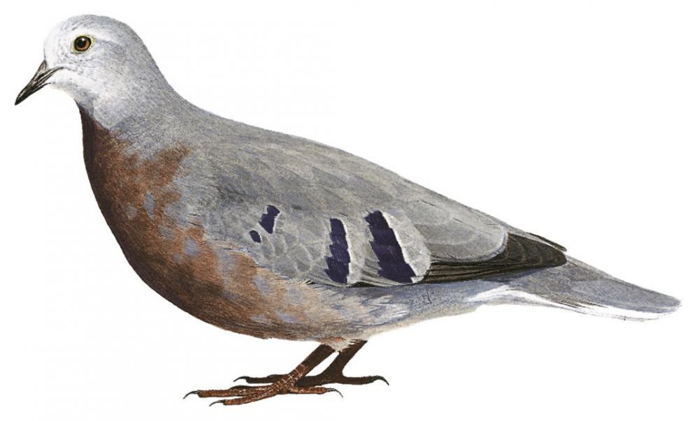 Maroon-chested Ground Dove / Paraclaravis mondetoura