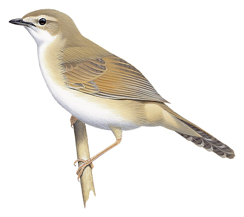 Broad-tailed Grassbird / Schoenicola platyurus