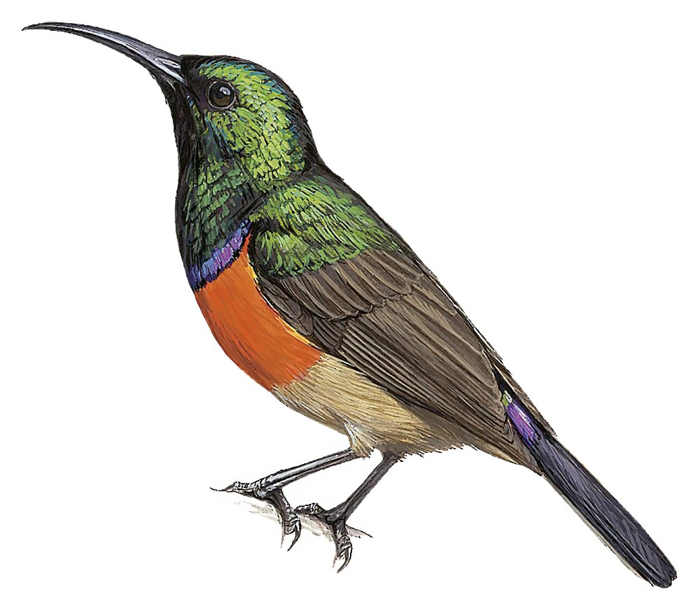 Greater Double-collared Sunbird / Cinnyris afer