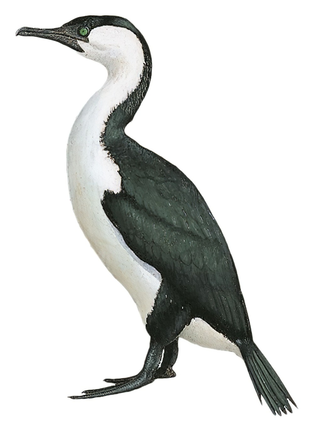 Black-faced Cormorant / Phalacrocorax fuscescens