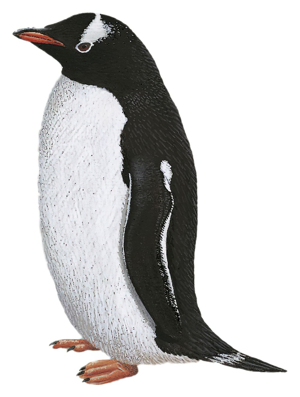 Gentoo Penguin / Pygoscelis papua