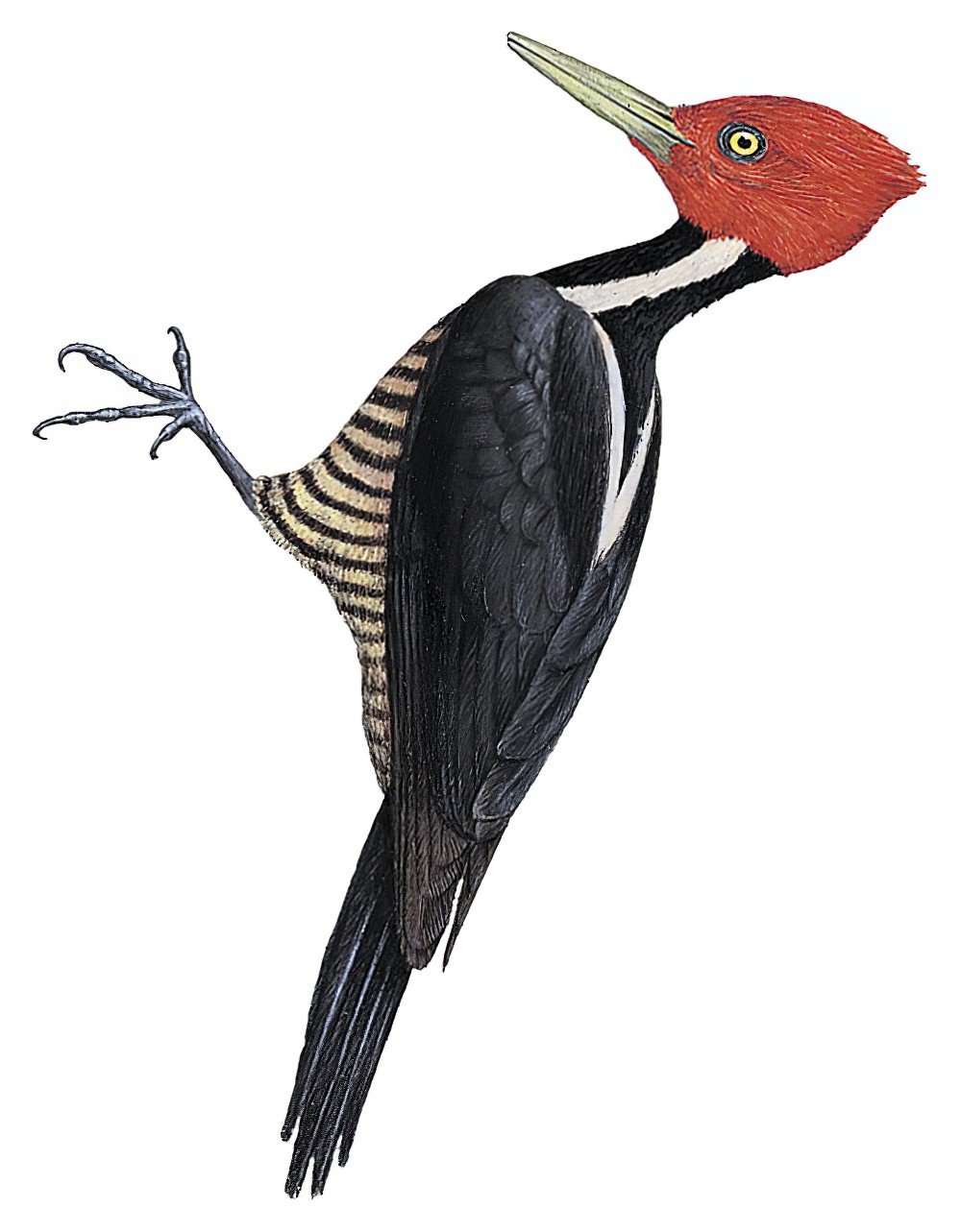 Pale-billed Woodpecker / Campephilus guatemalensis