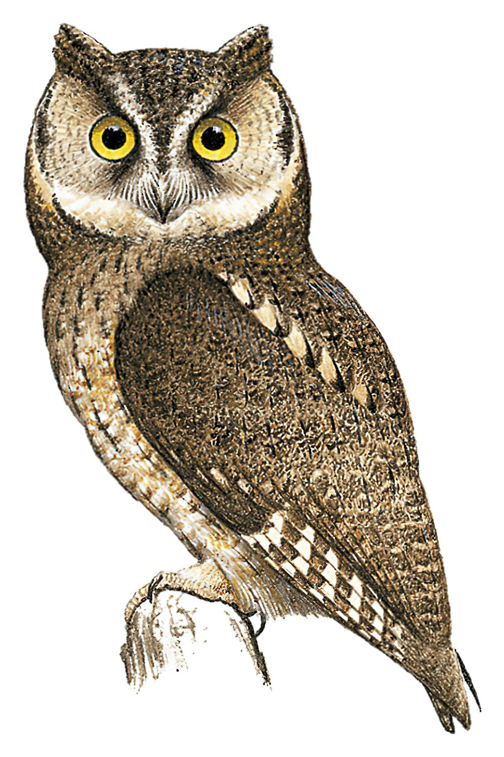 Sangihe Scops-Owl / Otus collari