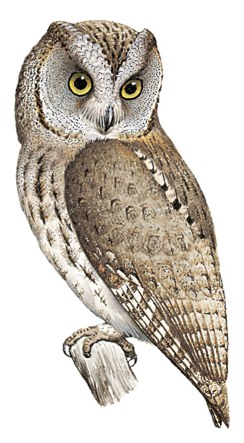 Socotra Scops-Owl / Otus socotranus