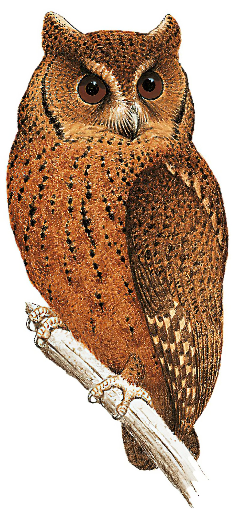 Mentawai Scops-Owl / Otus mentawi