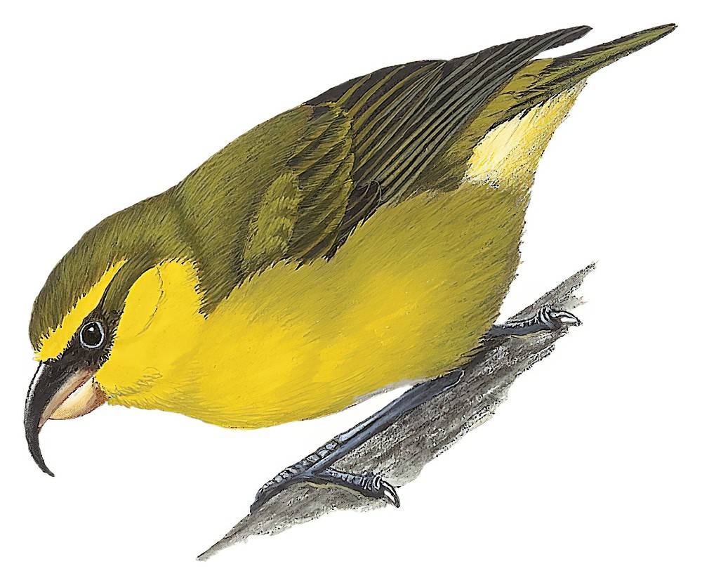 Maui Parrotbill / Pseudonestor xanthophrys