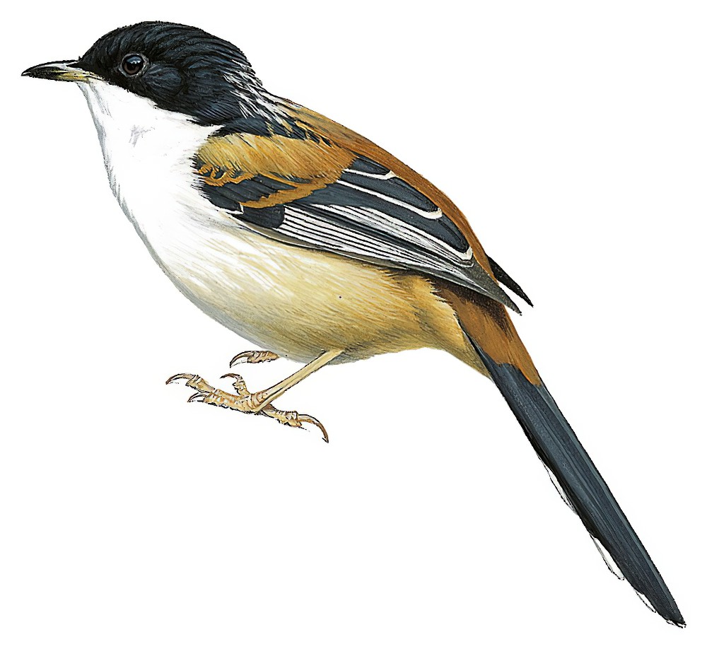 Rufous-backed Sibia / Minla annectens