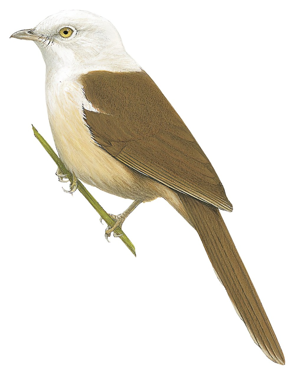 White-hooded Babbler / Gampsorhynchus rufulus