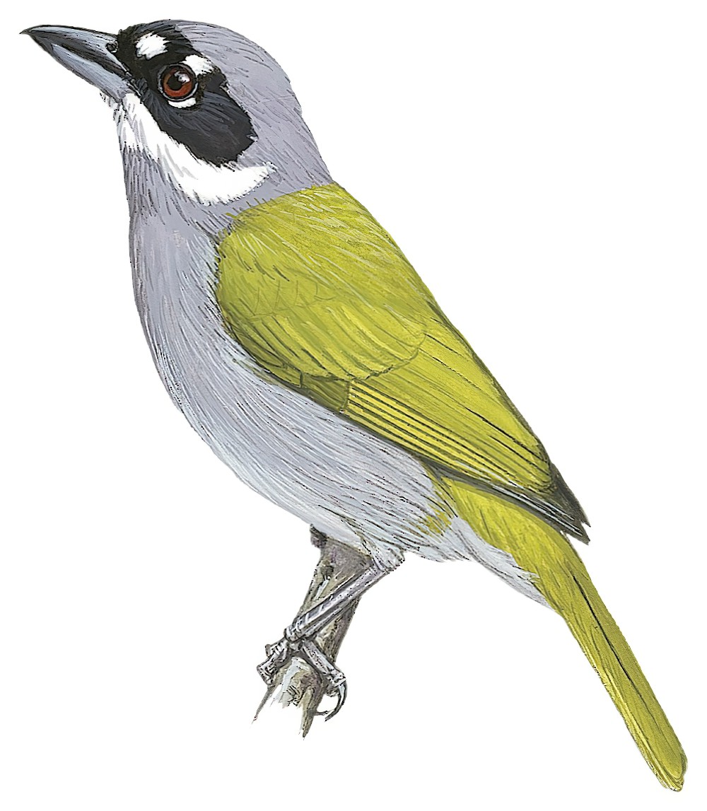 Gray-crowned Palm-Tanager / Phaenicophilus poliocephalus