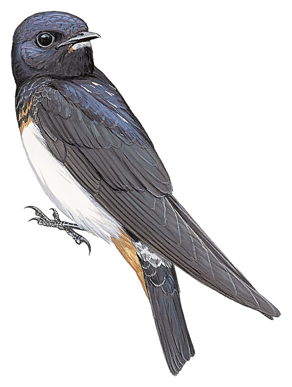 Red Sea Swallow / Petrochelidon perdita